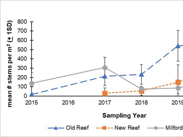 Chart showing growth of Spartina grasses in Connecticut marshes.